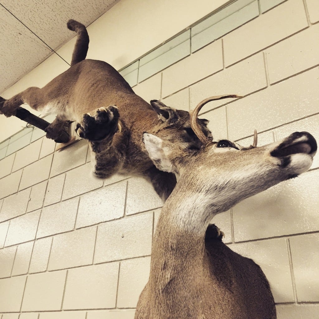 The taxidermy is always a highlight. Photo: Aaron Orlando: Revelstoke Mountaineer