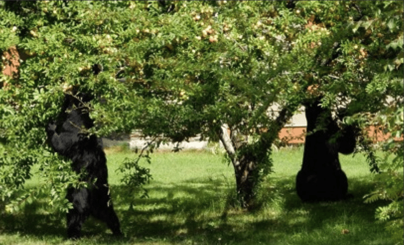 Black bears scour a tree for plums in Revelstoke. Photo: Revelstoke Bear Aware Society.