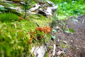 The hike up Mt Begbie is a mix of tranquil forest and large expanses of rock. Photo: Emily Kemp/Revelstoke Mountaineer.