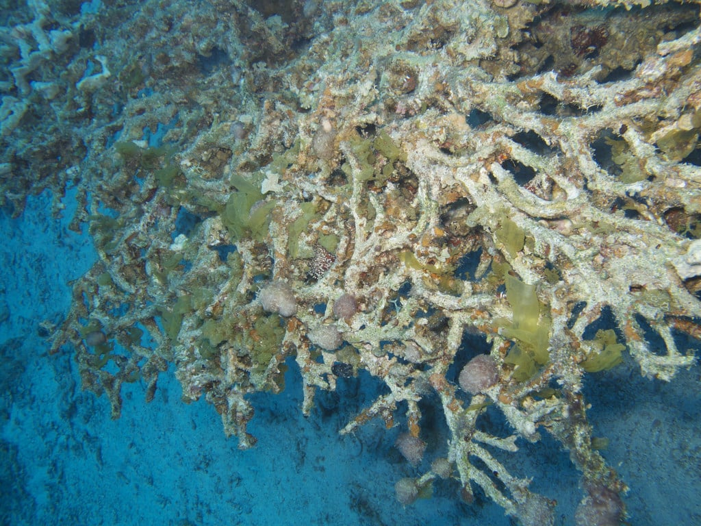 Dying coral in our oceans. Photo: Silke Baron