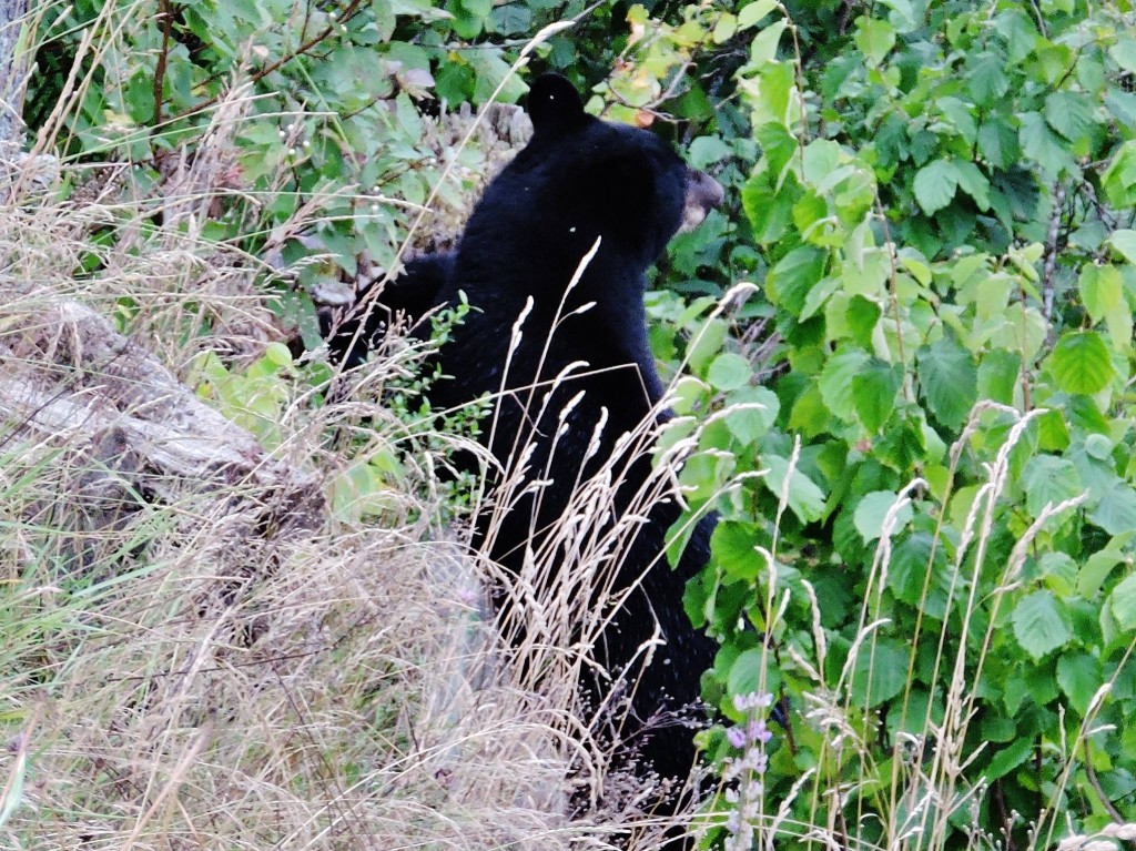 A photo of the bear believed to have been shot in downtown Revelstoke on Tuesday August 16. Photo: Arianna Sterritt