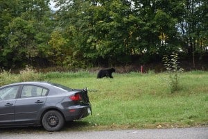 This bear earned me a hat-trick for Saturday bear sightings. Photo: Aaron Orlando/Revelstoke Mountaineer