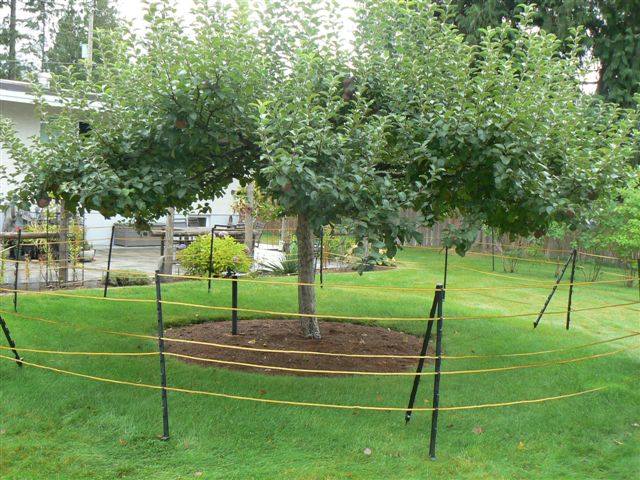 An example of an electric fence in Revelstoke. Photo: Revelstoke Bear Aware