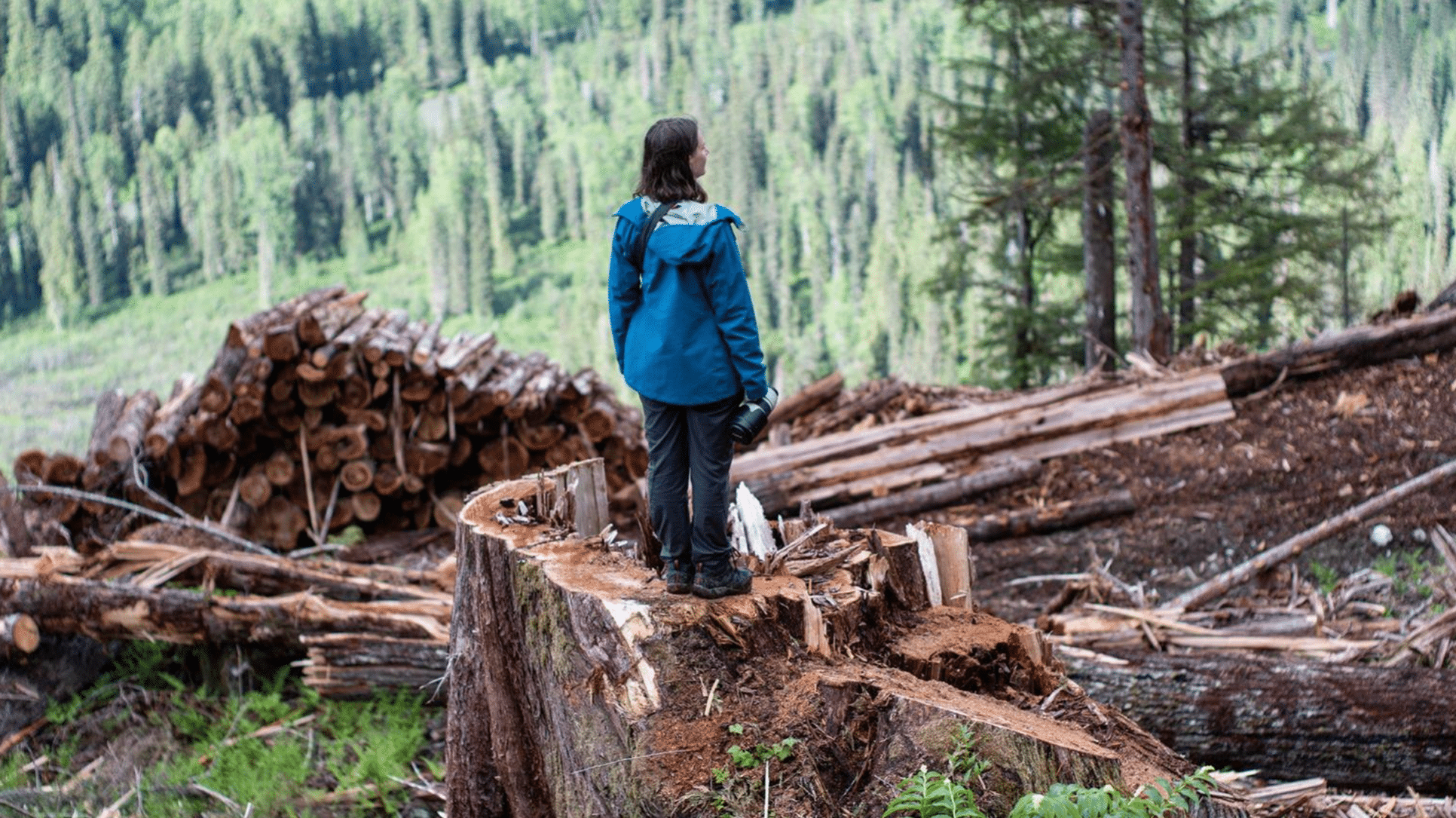 Logging In Inland Temporal Rainforest, a person stands on the stump of a tree.